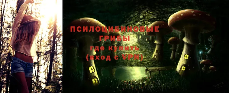 Псилоцибиновые грибы Psilocybe  Мосальск 